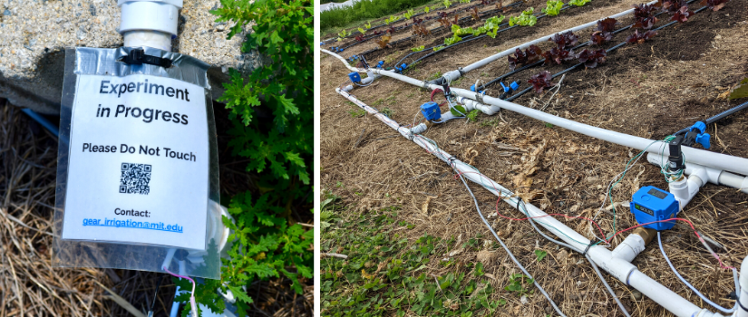 Image of sign indicating research is in progress, and irrigation tubing along lettuce beds