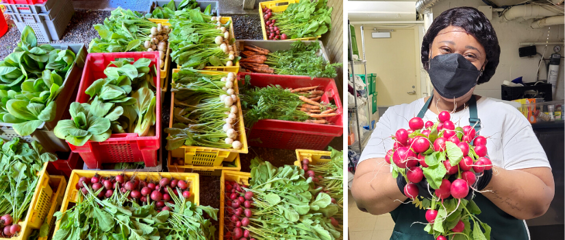 Image of veggie harvest at the farm (radishes and turnips), and of WLP kitchen staff holding a bunch of GG radishes