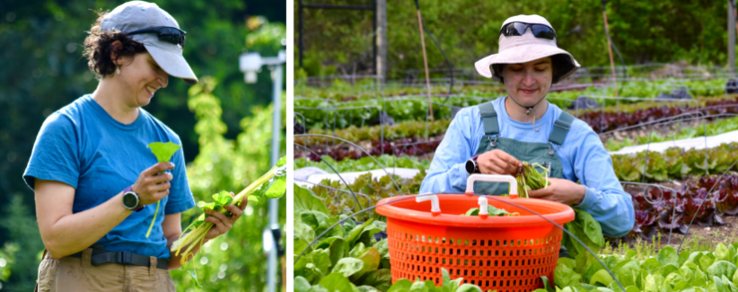 Image of Sarah harvesting chard