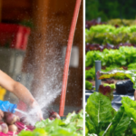 Image of Ava Lublin washing produce and harvesting greens