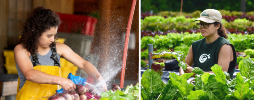 Image of Ava Lublin washing produce and harvesting greens