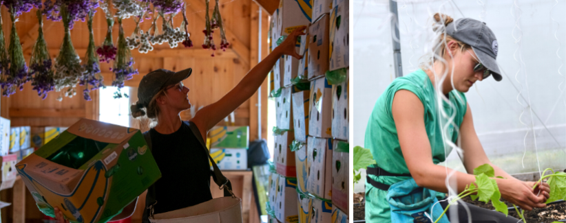 image of Avery Indermaur workin in the barn and with cucumbers in a hoop house