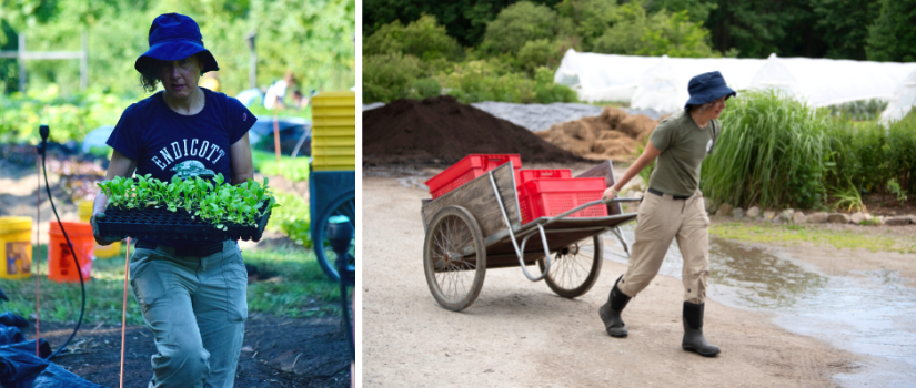 Image of Allison Aley with a flat of seedlings, and pulling a cart of harvested produce