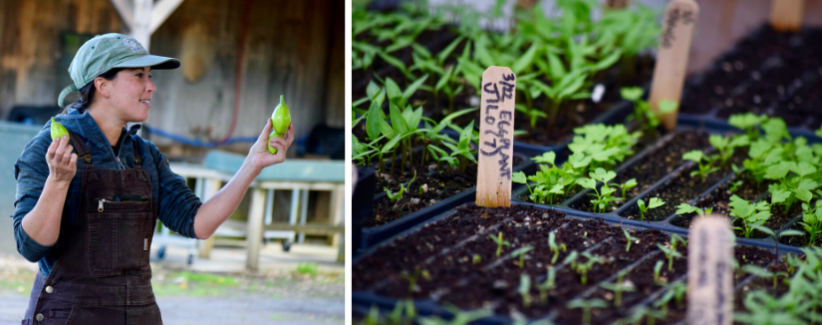 image of farmer Erin holding jilos and of a tray of jilo seedlings