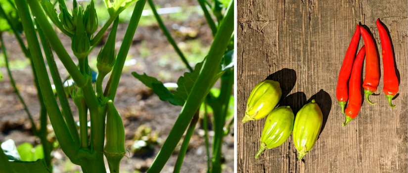 image of okra and of jilo and cayenne