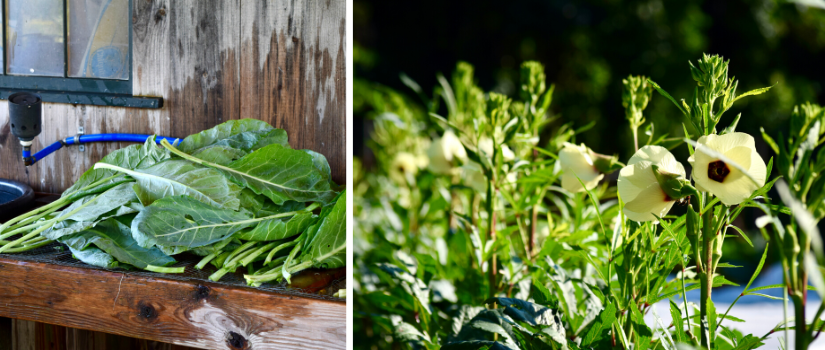 image of harvested collard greens and flowering okra plants