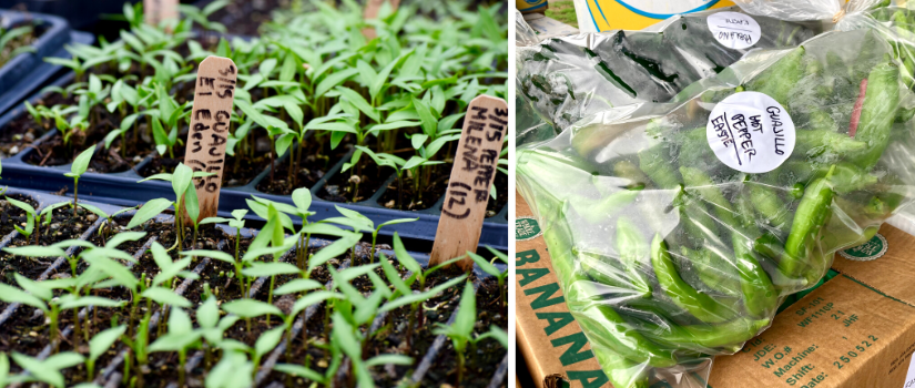 image of trays of pepper seedlings and a bag of harvested peppers