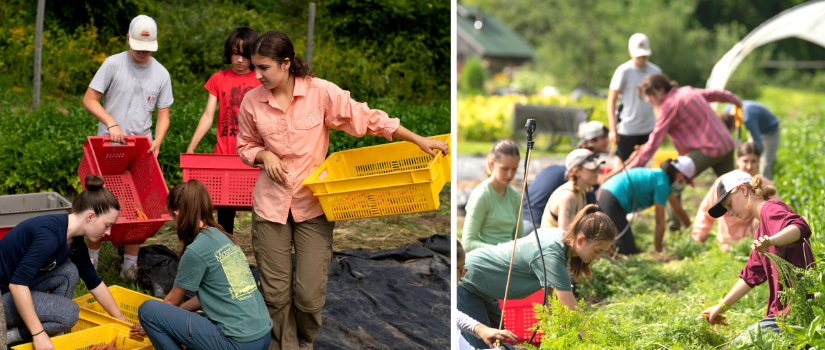 images of the high school farm team harvesting carrots