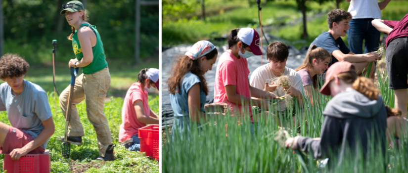 image of farmer Rae with the farm team, and the high school farm team harvesting scallions