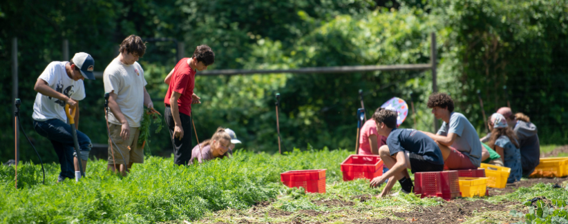 image of high school farm team harvesting carrots