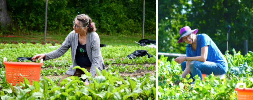 image of Laurie Gleason harvesting spinach and weeding