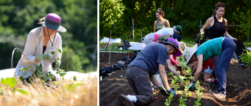 images of Laurie Gleason planting seedlings