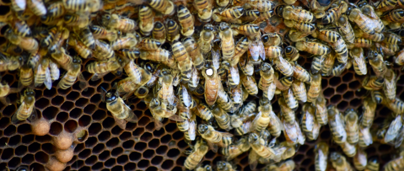 Image of bees, with queen bee marked by a spot painted on her back