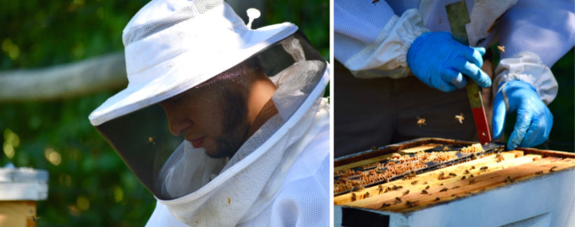Image of David in beekeeping gear, image of David inspecting a hive