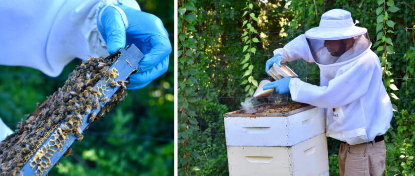 Image of David's hand holding a frame with bees on it, image of David smoking the top of a hive.