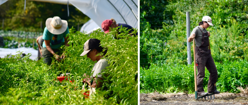 Image of Erin harvesting peppers in a tunnel, image of Erin broardforking a bed.