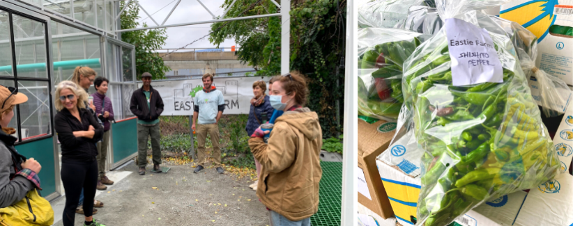 Image of farmers and staff visiting Eastie Farm, image of peppers harvested for Eastie Farm