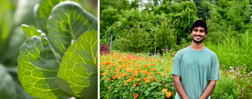 Image of cabbage leaves, and of Manan standing in the fields