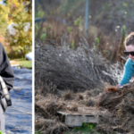 Image of Avery harvesting parsnips in bib overalls, and Kari picking up mulch in sunglasses