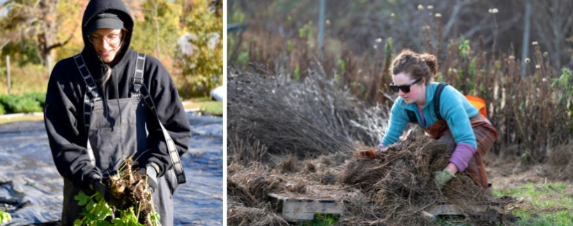 Image of Avery harvesting parsnips in bib overalls, and Kari picking up mulch in sunglasses