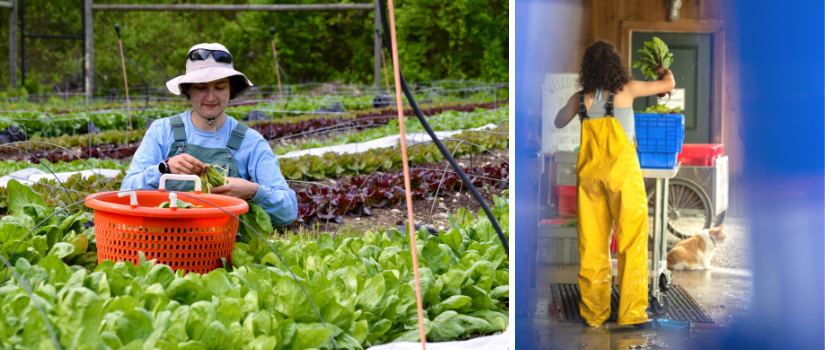 Image of Sarah in overalls harvesting spinach and Ava in bib overalls packaging beets at the wash station