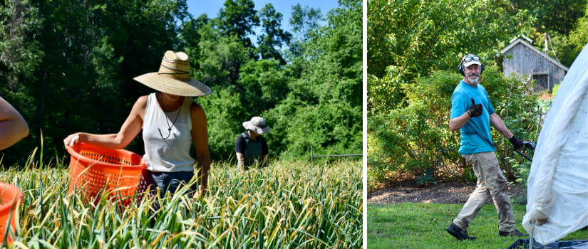 image of Anna in a sunhat harvesting garlic scapes and Geoff mowing the grass and wearing work gloves