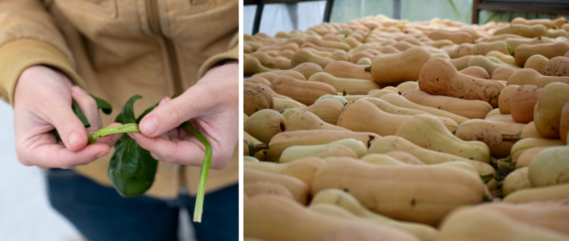 Farmer Erin checking spinach for ice crystals, squash curing in the greenhouse