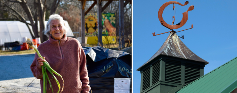 Board president Polly Vanasse holding a leek at the farm, the barn with the GG weathervane