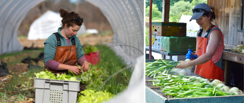 Farmer Kari harvesting lettuce, Farmer Sarah at the wash station