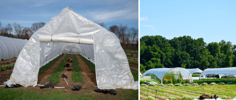A caterpillar tunnel and other high tunnels at the farm