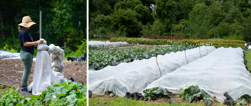 A volunteer collecting reemay, beds covered in reemay