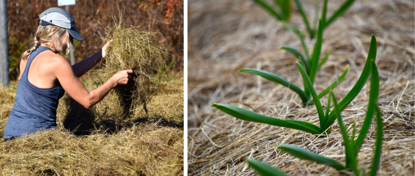 A volunteer putting down mulch, garlic growing through thick mulch