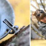 Sap dripping into a bucket; Chrissie drilling a hole for a spile into a maple tree