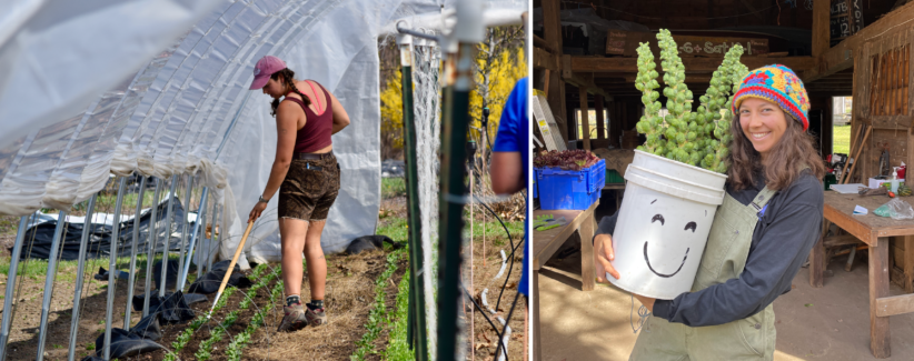 Image of Farmer Maddie cultivating a bed with a wire hoe. Image of Maddie smiling and holding a bucket full of Brussels sprouts.