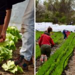 Image of Farmer Day's hands as she harvests lettuce from a bed interplanted with scallions. Image of volunteers hand-weeding several beds of veggies.