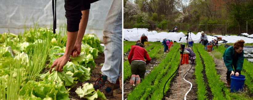 Image of Farmer Day's hands as she harvests lettuce from a bed interplanted with scallions. Image of volunteers hand-weeding several beds of veggies.