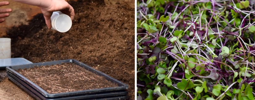 Image of a farmer sprinkling seeds onto a tray of potting mix. Image of harvested microgreens.