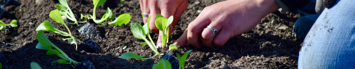 Hands planting a seedling in soil