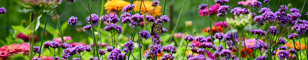 Image of cut flower bed with butterfly