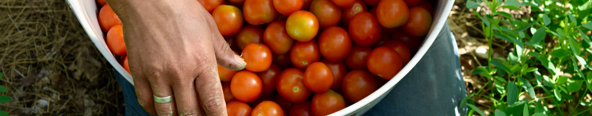 Farmer holding a basket full of cherry tomatoes